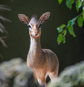 "Wie Tiere lernen":