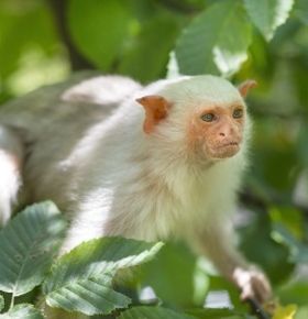 „Darmstädter Exkursionen“: Führung „Besuch bei den Affen“ am 17. Oktober im Zoo Vivarium