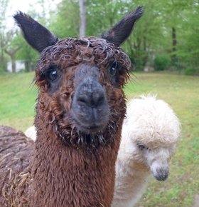Neue Tierart im Zoo:
