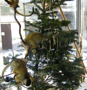 Leckerlis für Esel, Spielzeug für Affen – Zoo Vivarium nimmt am 14. Januar Bio-Weihnachtsbaumspenden an