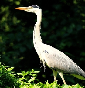 Zoo Vivarium: Vortrag über Graureiher am 1. Februar 