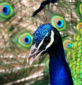 Seniorenführung „Vogelstimmen im Zoo Vivarium“