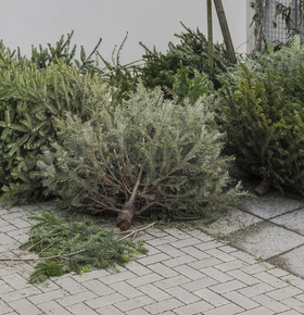 EAD sammelt ab 12. Januar 2026 ausgediente Weihnachtsbäume ein: