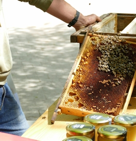 Erste Honigernte der Zoo-Bienen am 25. Juni