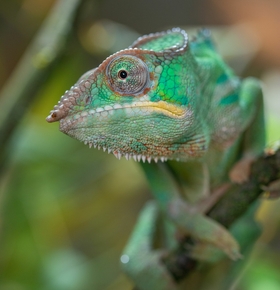 Pantherchamäleon neu im Zoo Vivarium