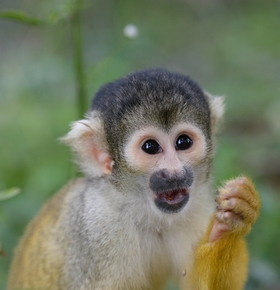 Zoo Vivarium nimmt am 9. Januar 2026 wieder Bio-Weihnachtsbäume an