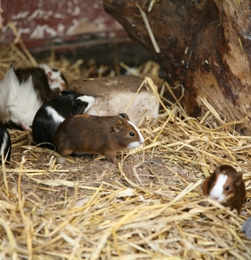 Führung für Erstklässler im Vivarium